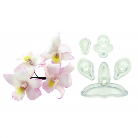 Singapore Orchid - Set of 5