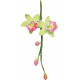 Cymbidium Orchid Flow Petal Cutt Set 2sml