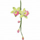 PME Cymbidium Orchid Flow/Petal cutter set/2 -SMA?Â??