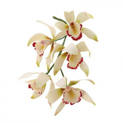 Medium Cymbidium Orchid - Set of 8