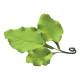 Silicone Veiner Mold, Taro Leaf, 200mm x 100mm