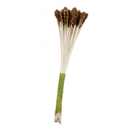 Brown Lily Stamen